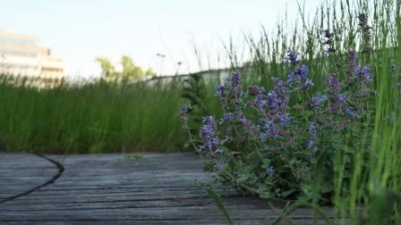 Мнение экспертов: члены Совета Илья Мочалов и Алексей Поляков об озеленении крыш